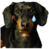 GUAU GUAU 2