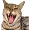 Kittens 5
