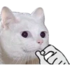 Kittens 6
