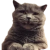 Kittens 5