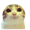 Gatinhos reais 5