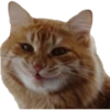 Kittens 7