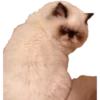 Kittens 6