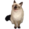 Kittens 7