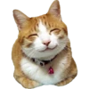 Kittens 8