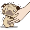 Cute pug 8
