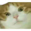 Kittens 8