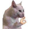 Kittens 9