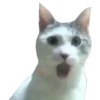 Gatinhos reais 6