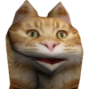 Kittens 10