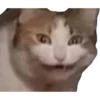Kittens 11