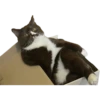 Kittens 9