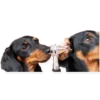 GUAU GUAU 9