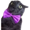 Kittens 10