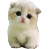 Gatinhos reais 7