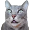 Kittens 12