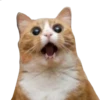 Gatinhos reais 8
