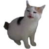 Kittens 11