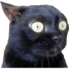 Gatinhos reais 9