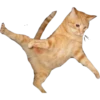 Gatinhos reais 10