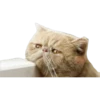 Gatinhos reais 11
