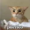 puerko