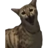 Kittens 14