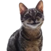 Kittens 12
