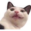 Kittens 15