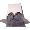 Gatinhos reais 13