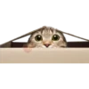 Gatinhos reais 14
