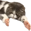 Kittens 15