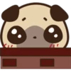 Cute pug 14