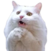 Kittens 16