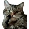 Kittens 17