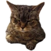 Kittens 18