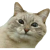 Kittens 16
