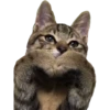 Kittens 17