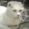 Gatos Enojados 17
