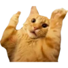 Gatinhos reais 16