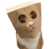 Kittens 19