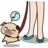 Cute pug 18