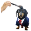 GUAU GUAU 20
