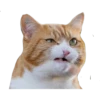 Gatinhos reais 18
