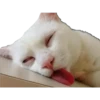 Gatinhos reais 19