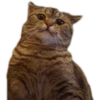 Kittens 20