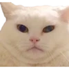 Kittens 21