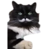 Kittens 23