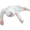 Gatinhos reais 21