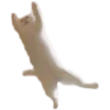 Kittens 24